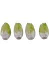 Set 4 cicoria 1,8 cm