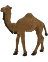 Dromedary Oliver series