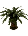 Deluxe dwarf palm available in various heights:
