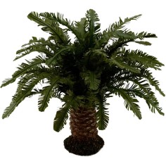 Deluxe dwarf palm available in various heights: 2