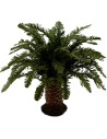 Deluxe dwarf palm available in various heights: