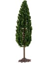 Cypress 13,5 cm