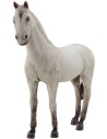 White horse in resin for statues from 30 cm