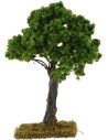 Quercia h.16 cm