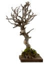Tree h. 