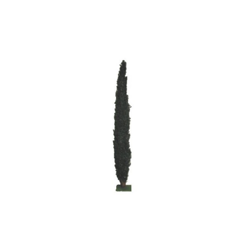 Cypress 28 cm