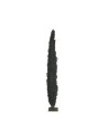Cypress 28 cm