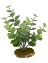 Planta suculenta cm 12x12 h