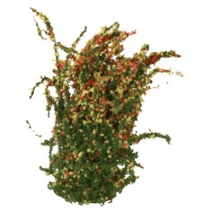 Flowering bush cm 4 h