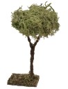 Tree h. 