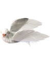 Colomba in volo - PIV