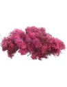 Líquenes rojo oscuro 150 gr