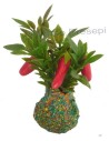 Planta con Pimientos rojos