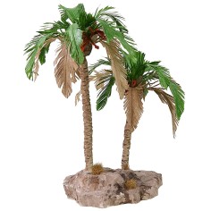 Double bicolor palm 25-19 cm h 2