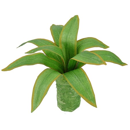 Mouldable agave 10 cm