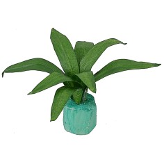 Mouldable agave 5 cm