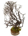 Árbol con ramas cm 5x5x19 h Mundo Pesebres