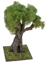 Olivo secolare cm 35 h