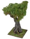 Olivo secolare cm 35 h