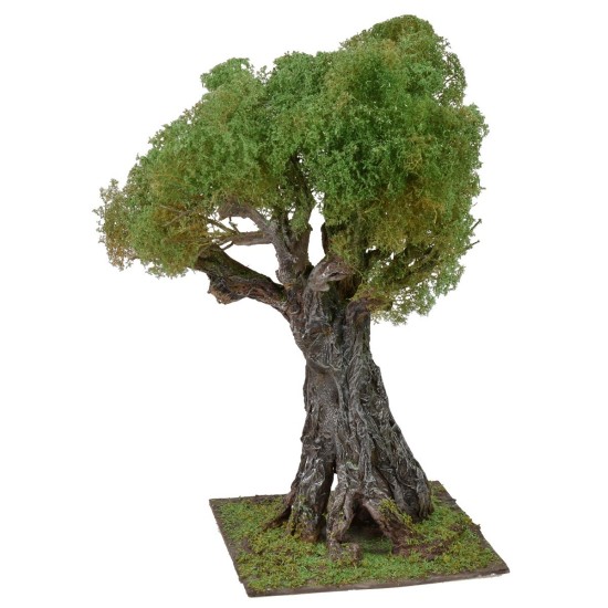 Olivo secolare cm 35 h