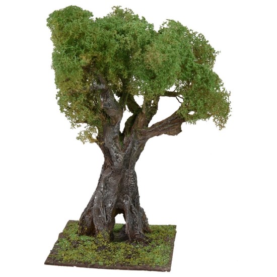 Olivo secolare cm 35 h