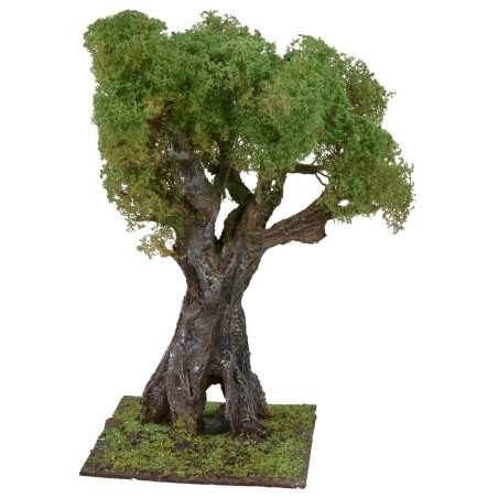 Olivo secolare cm 35 h