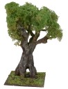 Olivo secolare cm 35 h
