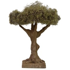 Olivo altezza cm 17,5 h 2