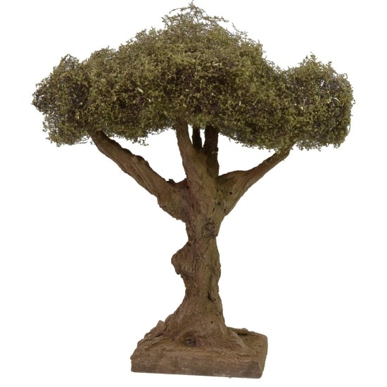 Olivo altezza cm 17,5 h