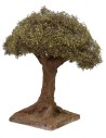 Olivo altezza 12 cm