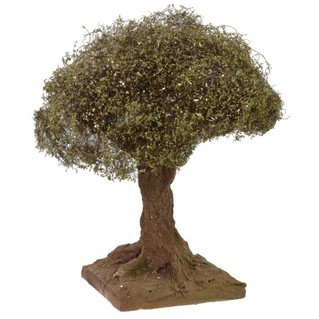 Olivo altezza 12 cm