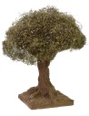 Olivo altezza 12 cm