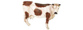Set 2 mucche serie 10 cm Landi Moranduzzo Mondo Presepi
