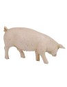 Family of pigs by presepe cm 19 Fontanini