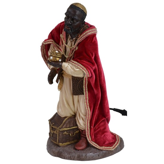 Rey Negro 30 cm en movimiento Pigini pigini, altura, movimiento