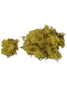 Lichen yellow-green 50 grams