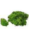 Liquen verde 50 gr