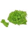 Light green lichen 500 gr.