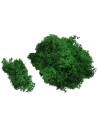 Liquen verde bosque 150 gr.