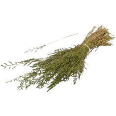 Erba cipressina 45 gr.