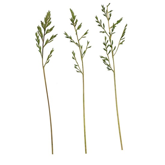 Erba cipressina 45 gr. hierba, cipresina, bolsa, gramos Mundo