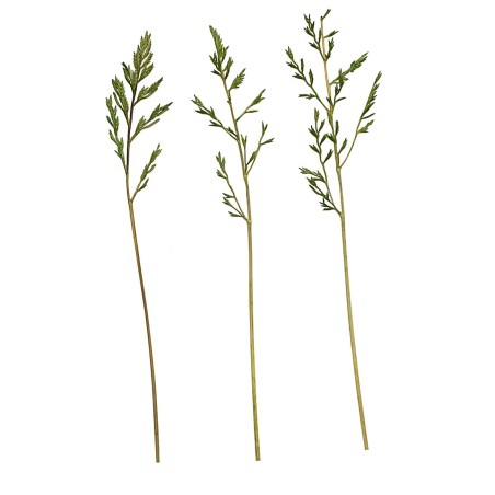 Erba cipressina 45 gr. erba, cipressina, busta, grammi Mondo