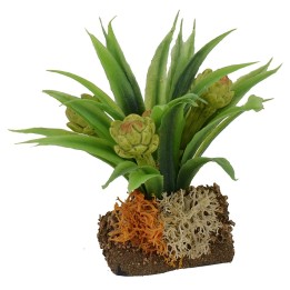 Artichoke plant cm 6 h