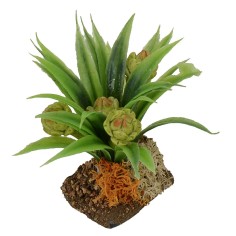 Pianta di carciofi cm 6 h 2