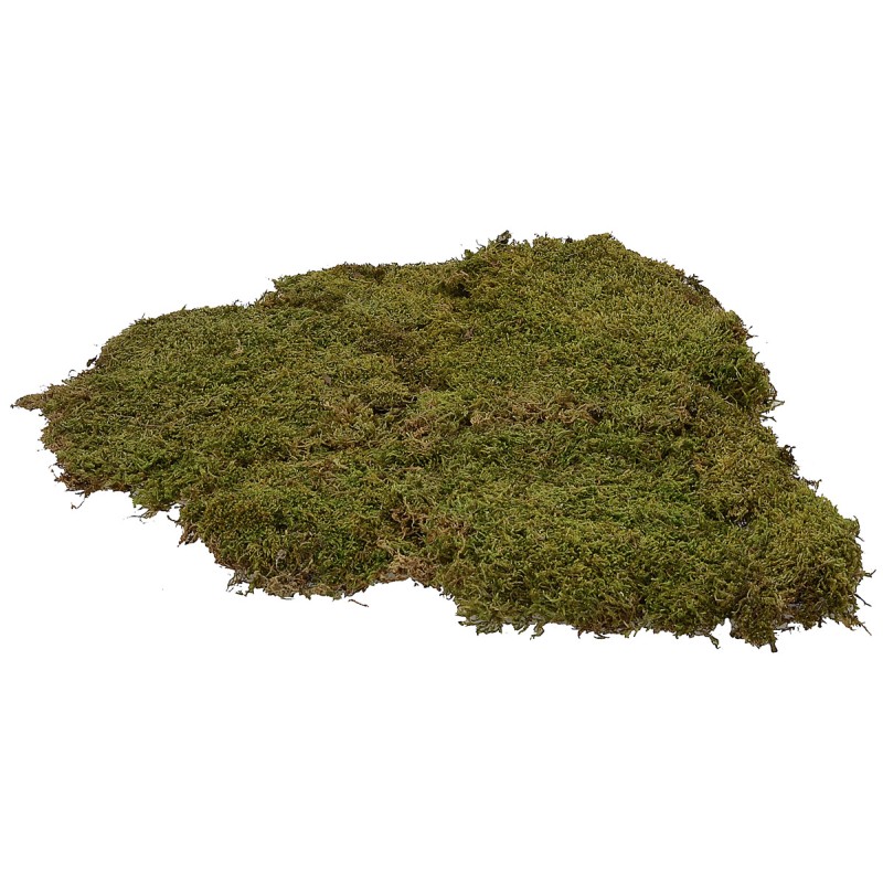 Muschio naturale a tappeto 1 kg - presepe Mondo Presepi