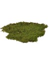 Musgo en alfombra 4 kg