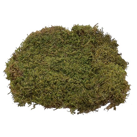 Muschio naturale a tappeto 5 kg