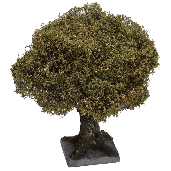 Olive tree h 16-18 cm