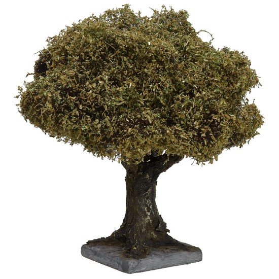 Olivo h 16-18 cm