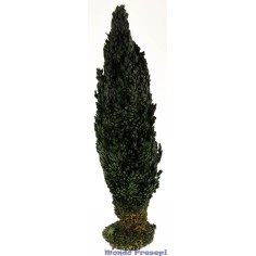 Cypress 28 cm